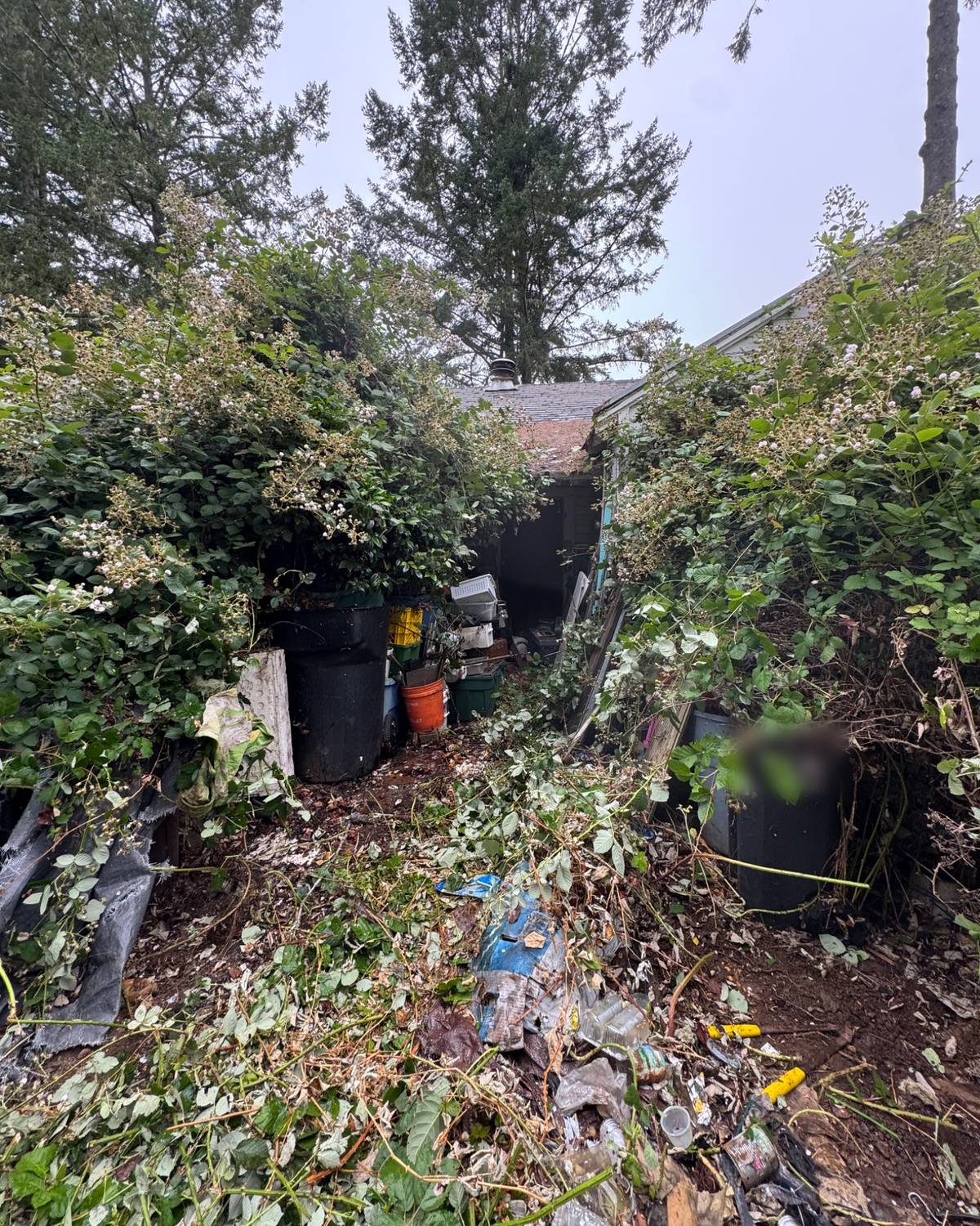Blackberry overgrowth burying trash cans, bins and debris beside a house before the cleanout