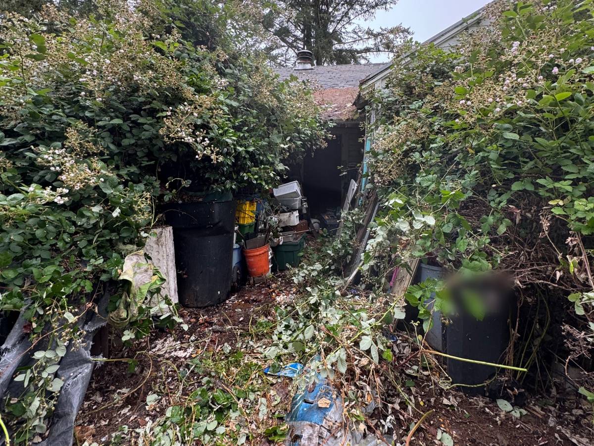Blackberry overgrowth burying trash cans, bins and debris beside a house before a cleanout